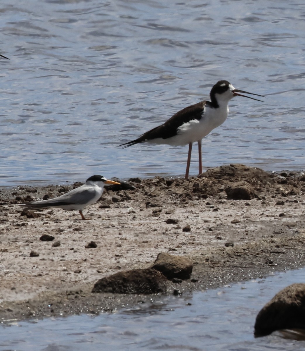 Least Tern - ML638471281