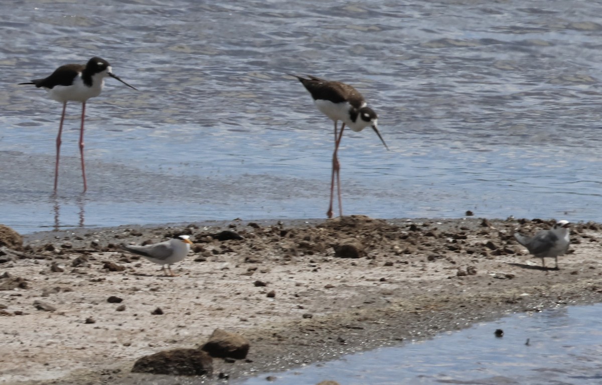 Least Tern - ML638471282
