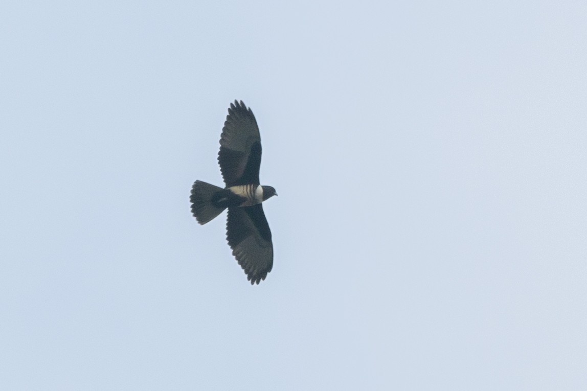 Black Baza - ML638471298
