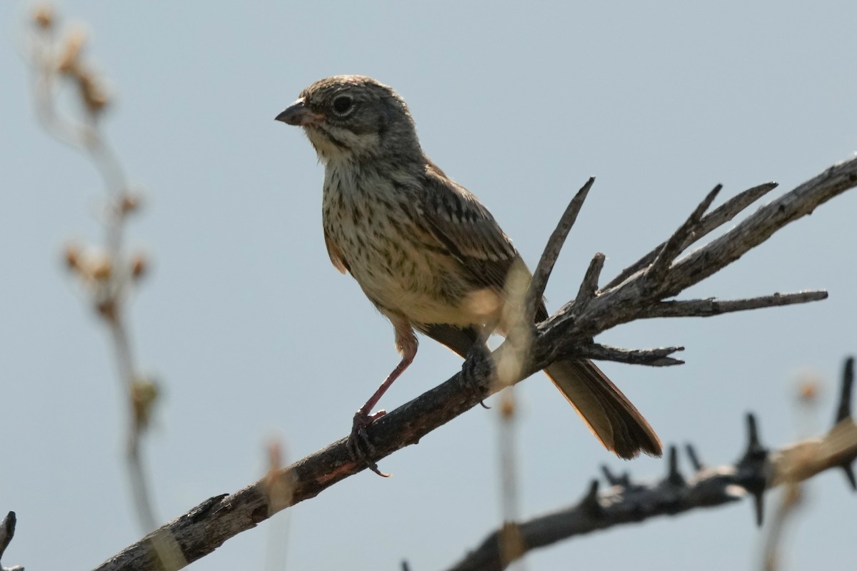 Rufous-crowned Sparrow - ML638471306