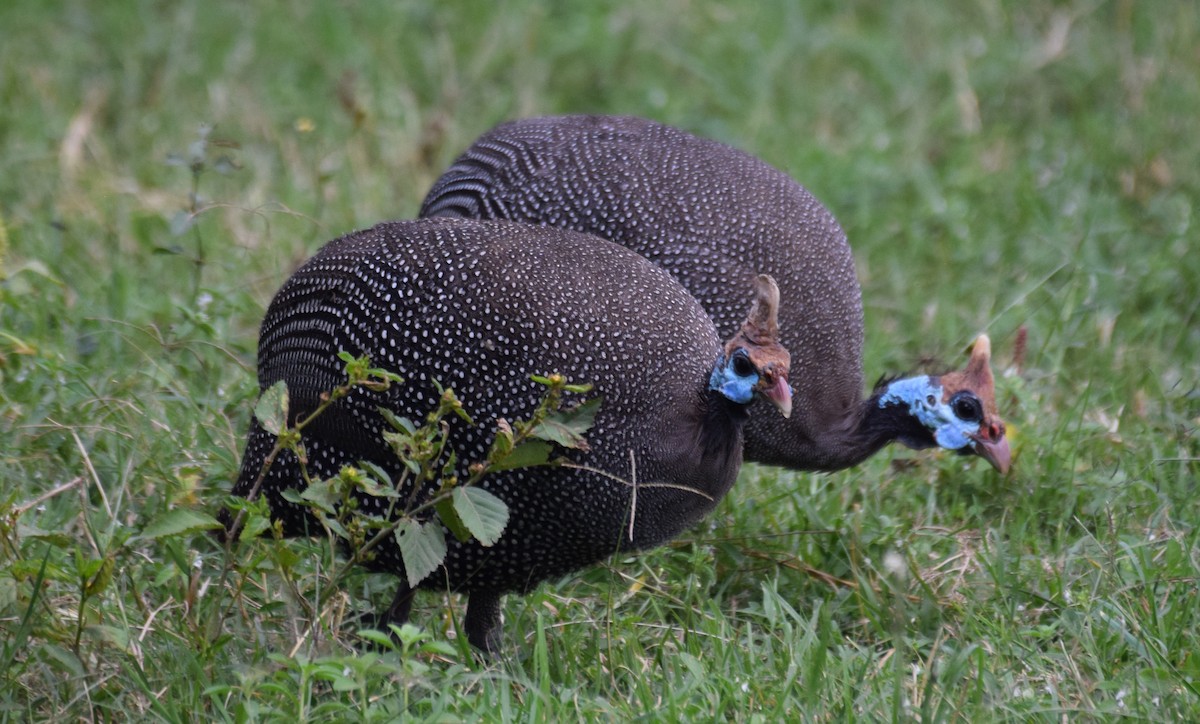 Helmeted Guineafowl - ML638471336