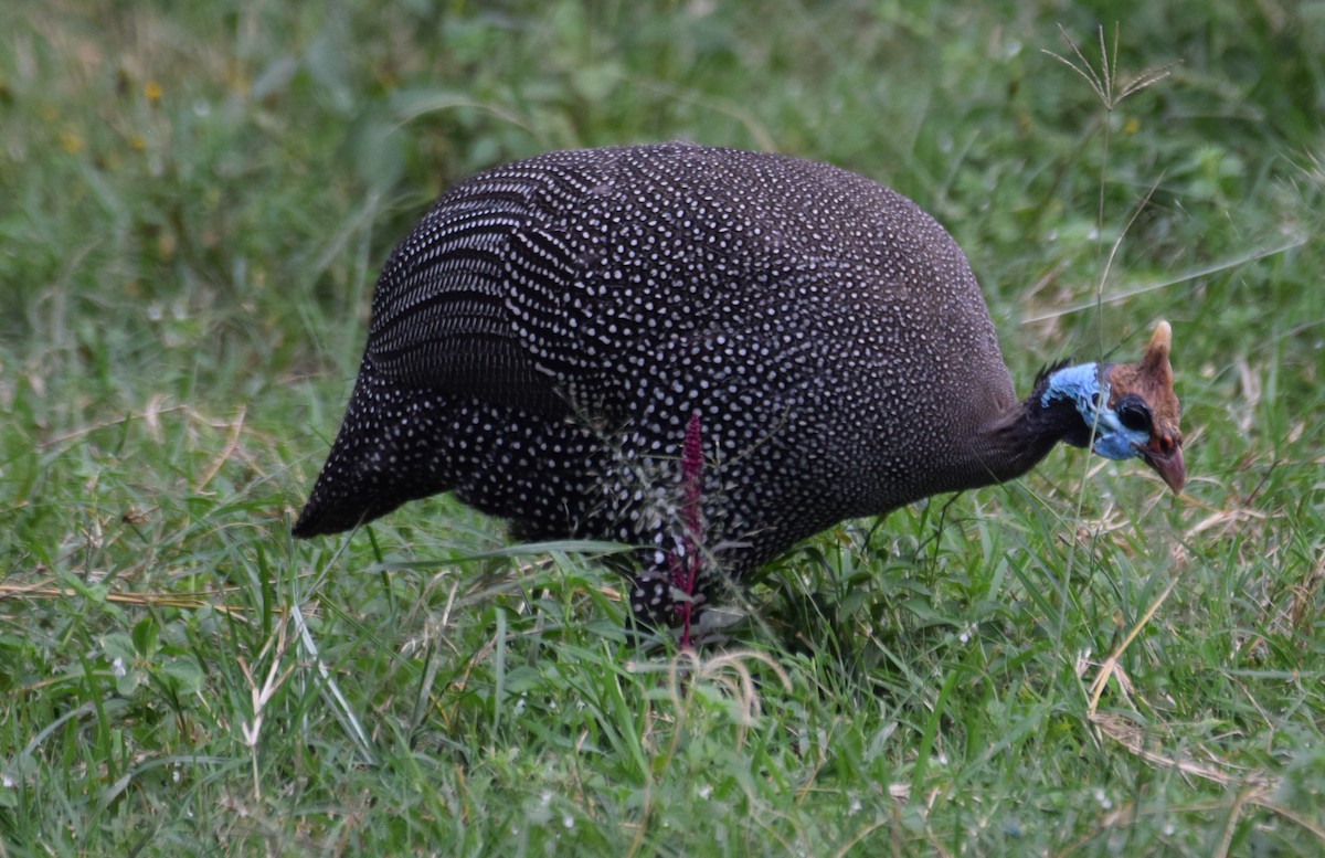 Helmeted Guineafowl - ML638471337