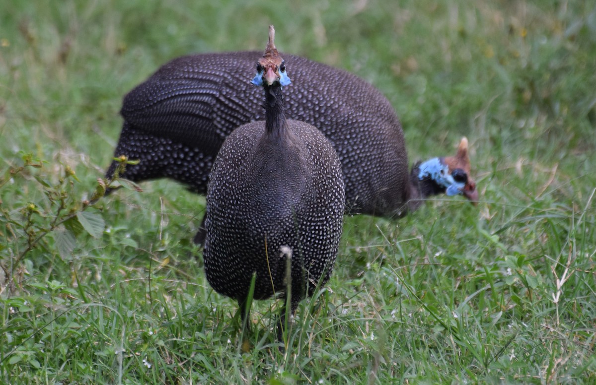 Helmeted Guineafowl - ML638471338