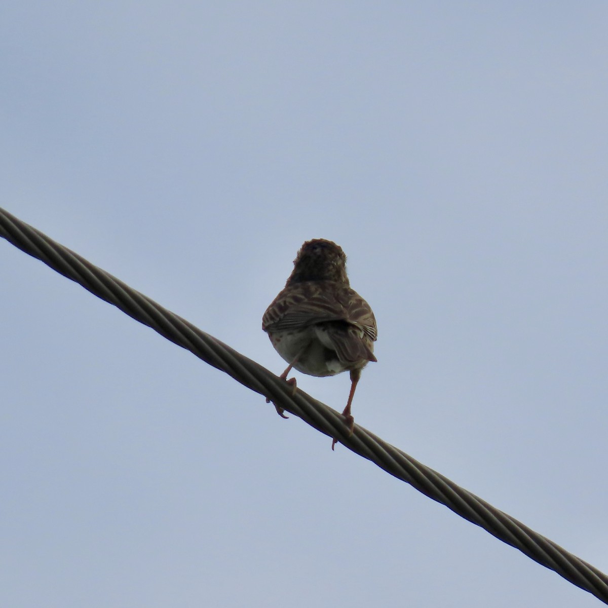 Vesper Sparrow - ML638471392