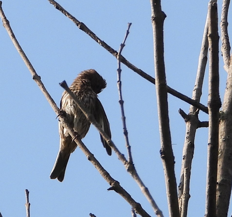 House Finch - ML638471402