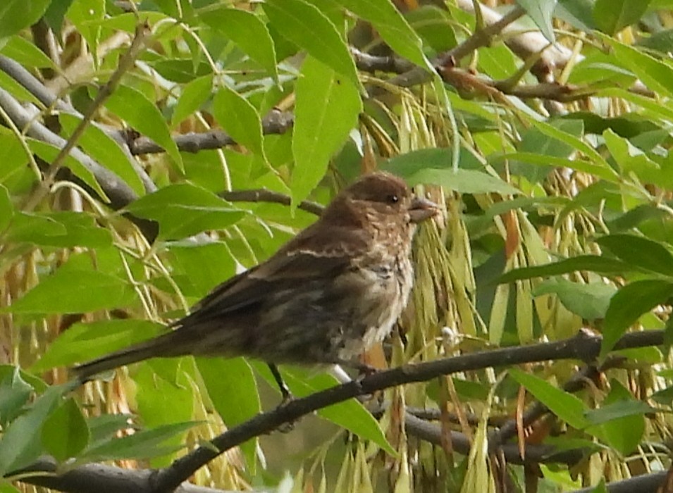 House Finch - ML638471403
