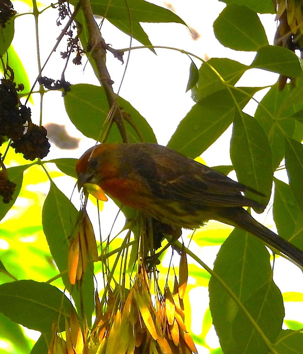 House Finch - ML638471405