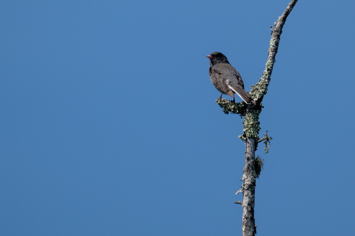 Dark-eyed Junco (Slate-colored) - ML638471427
