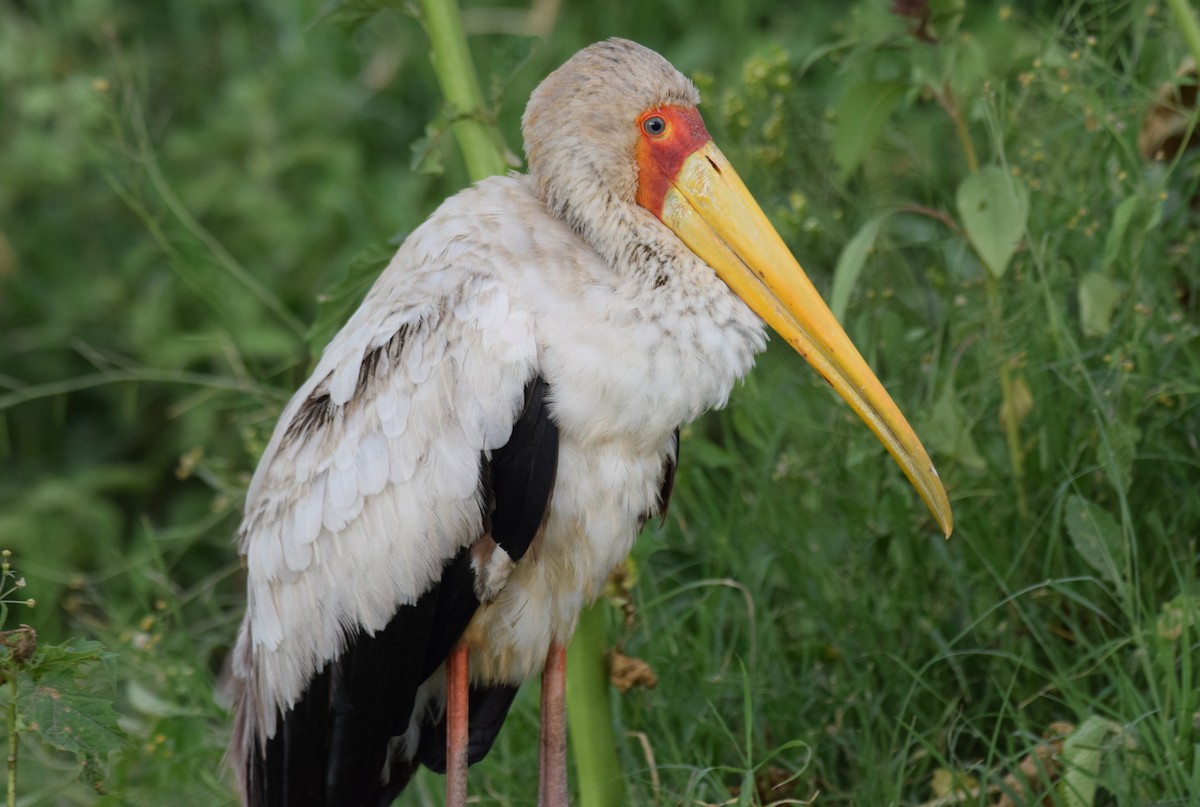 Yellow-billed Stork - ML638471496