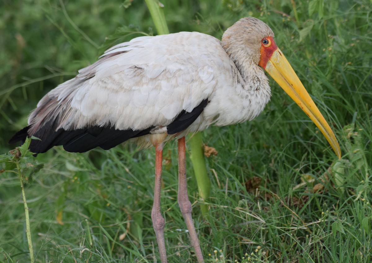 Yellow-billed Stork - ML638471497