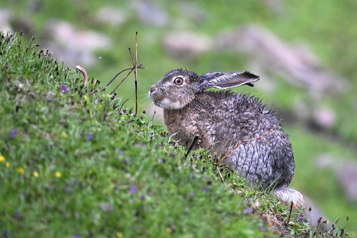 Animals - ML638471505