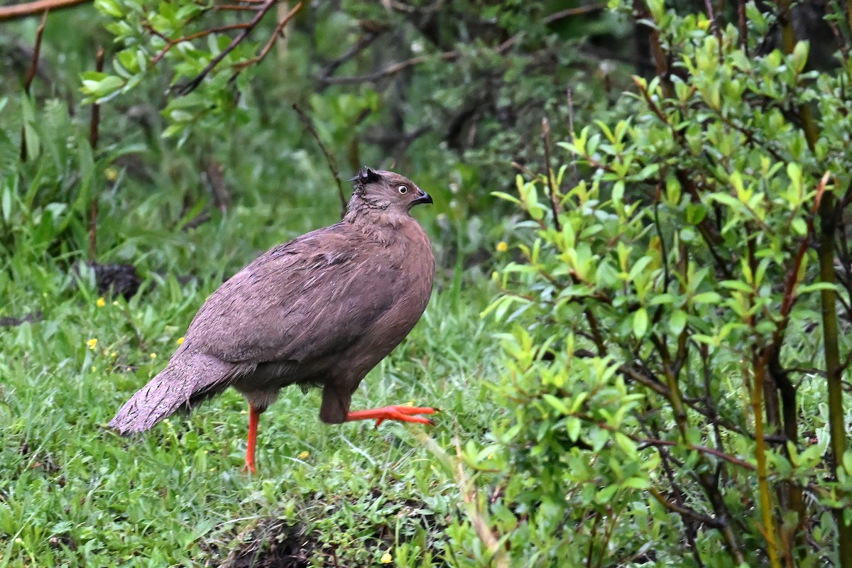 Blood Pheasant - ML638471522