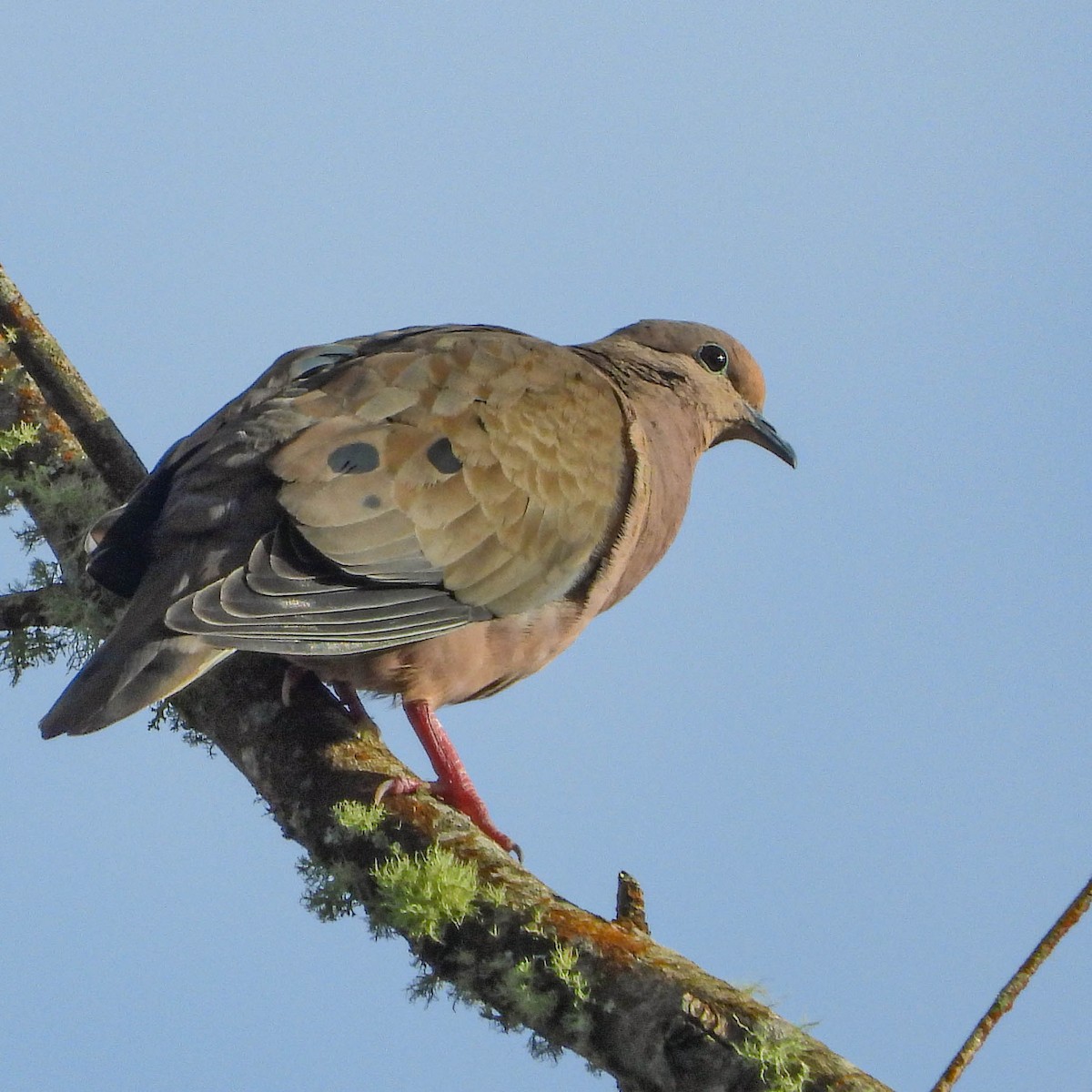 Eared Dove - ML638471527