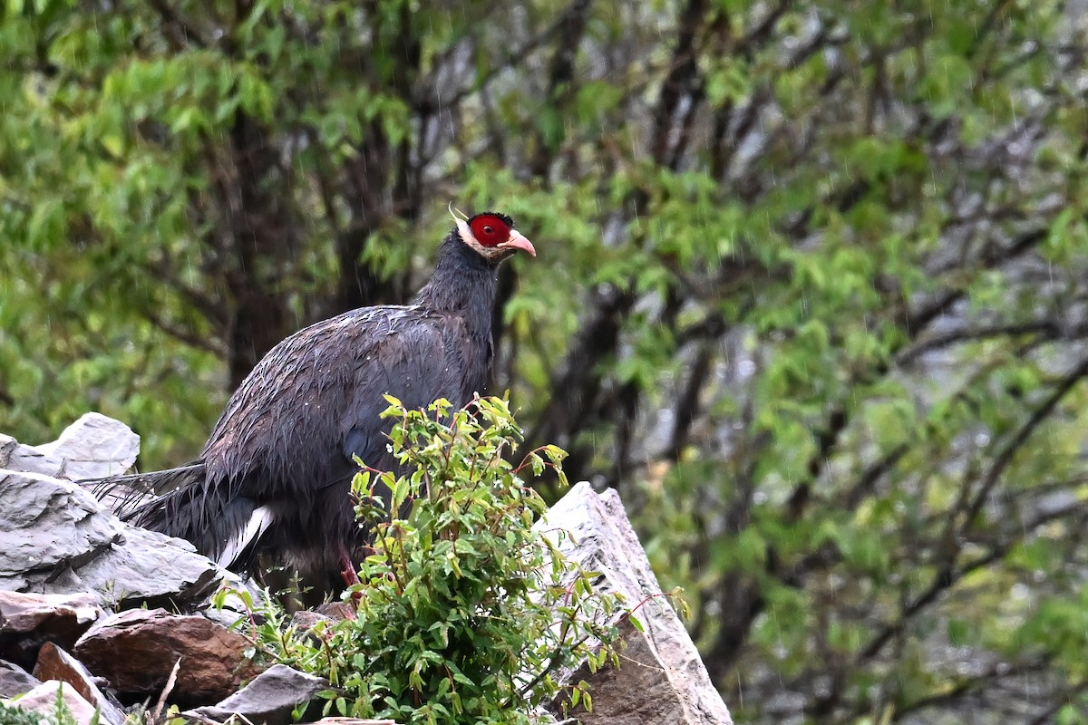 Blue Eared-Pheasant - ML638471530