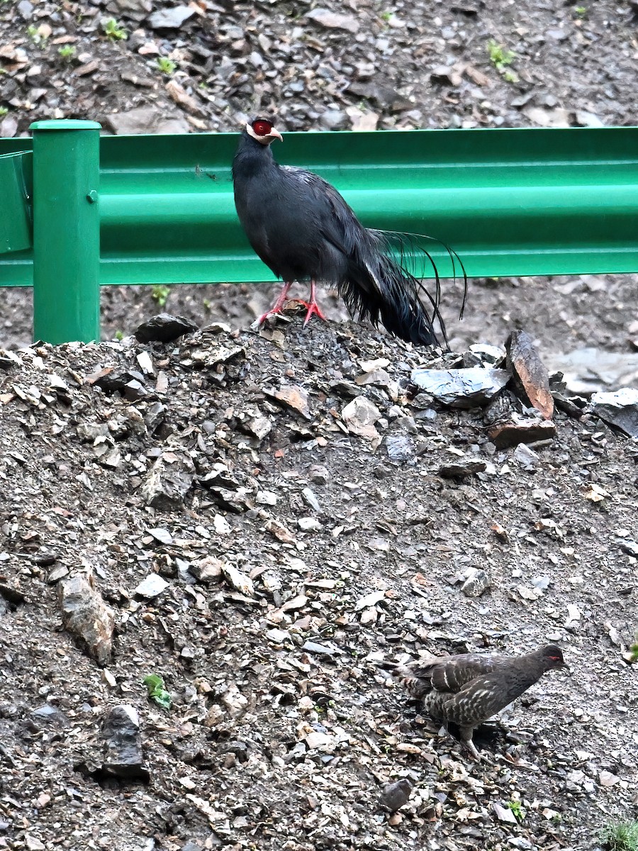 Blue Eared-Pheasant - ML638471531