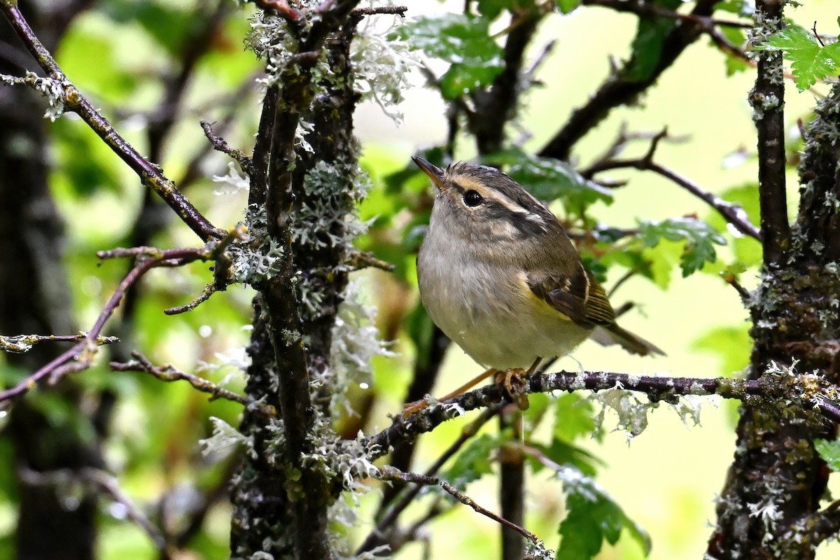 Sichuan Leaf Warbler - ML638471532