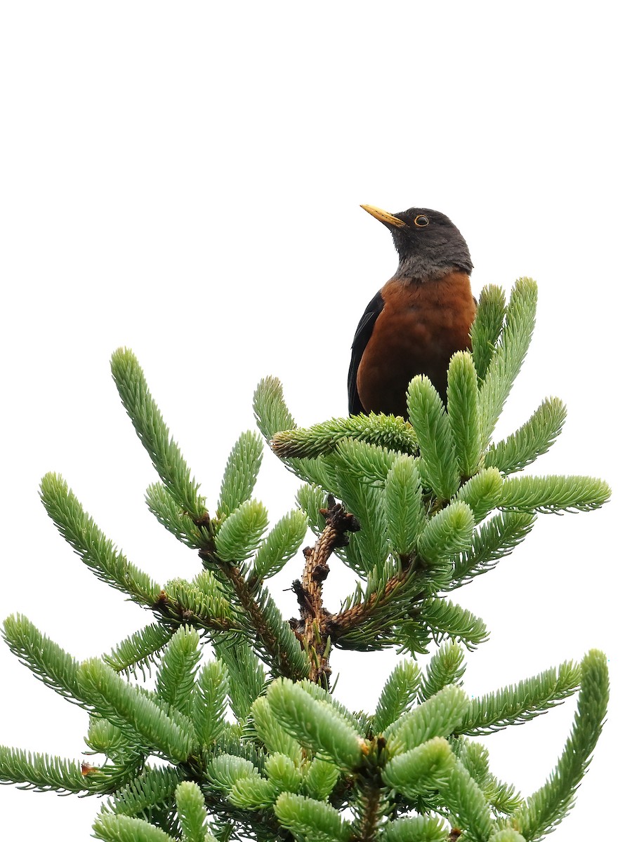 Chestnut Thrush - ML638471535