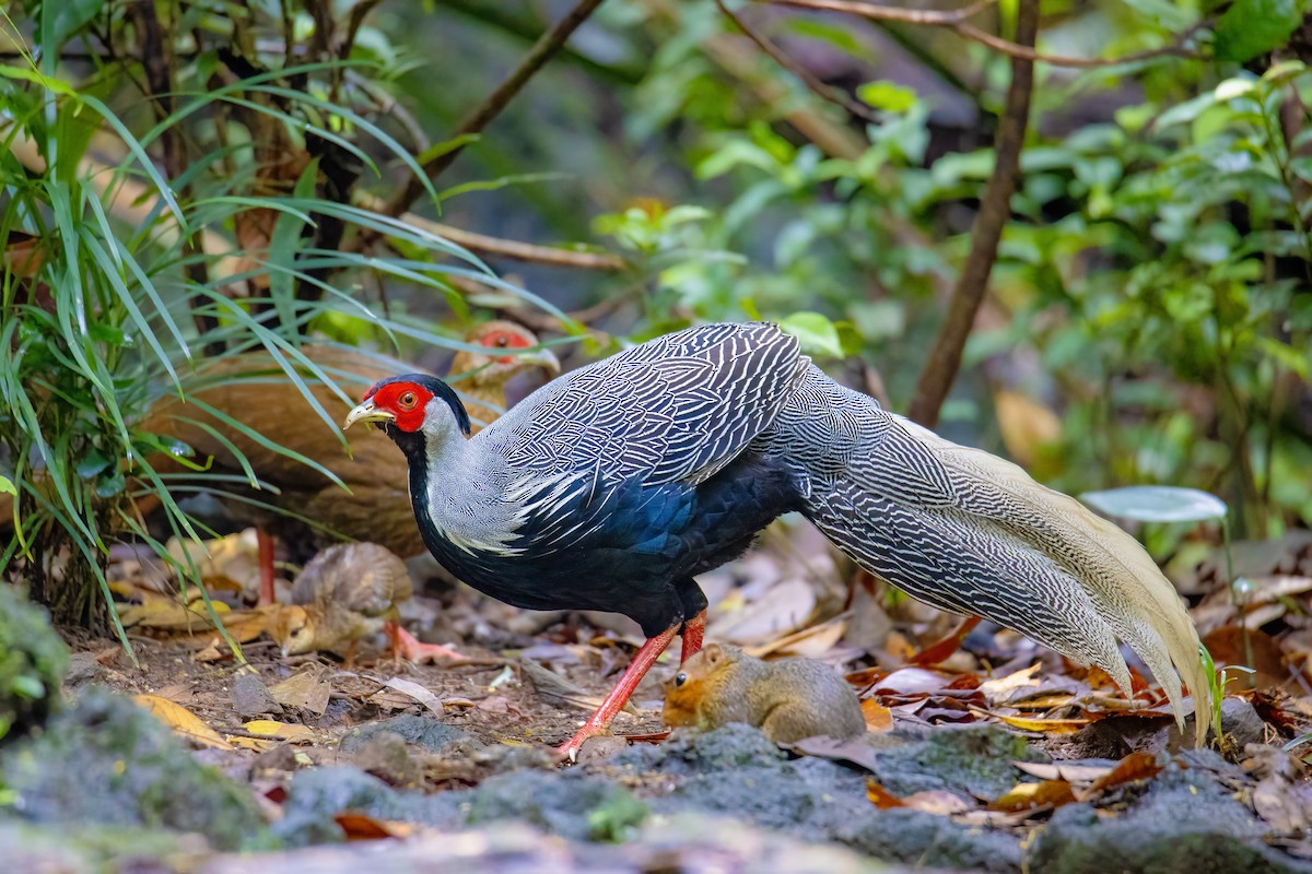 Silver Pheasant - ML638471540