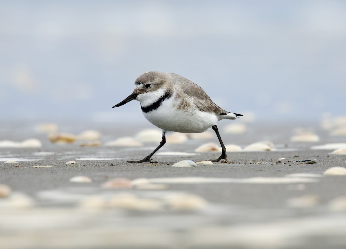 Wrybill - ML638471541