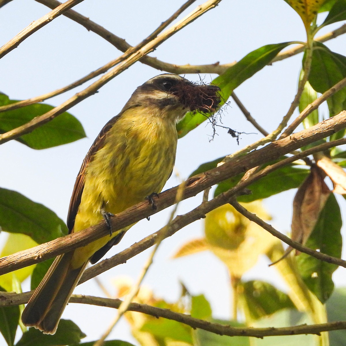 Golden-bellied Flycatcher - ML638471565