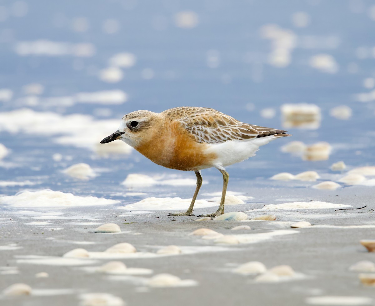 Red-breasted Dotterel - ML638471580
