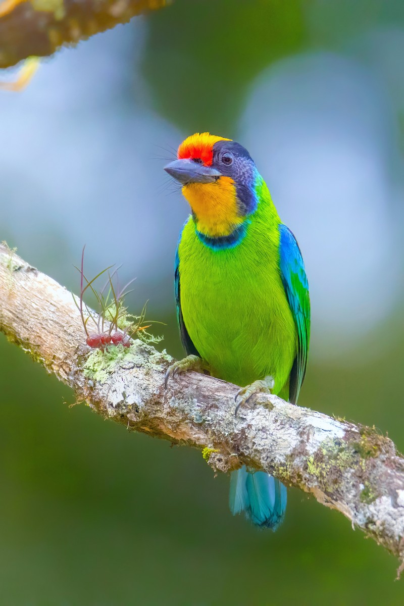 Necklaced Barbet - ML638471581