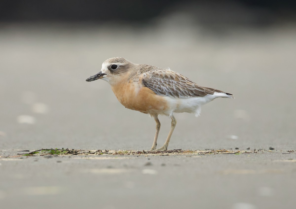 Red-breasted Dotterel - ML638471582
