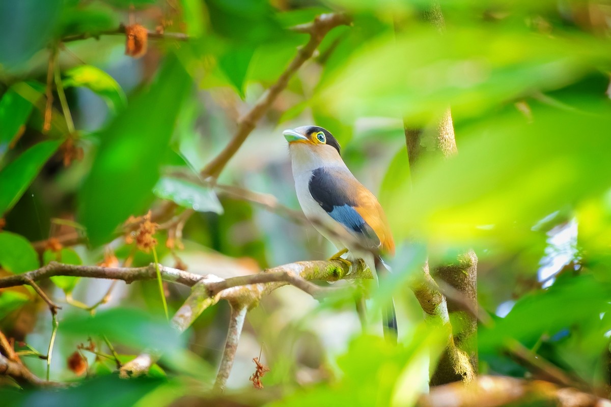 Silver-breasted Broadbill - ML638471586