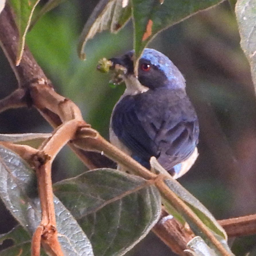 Fawn-breasted Tanager - ML638471588
