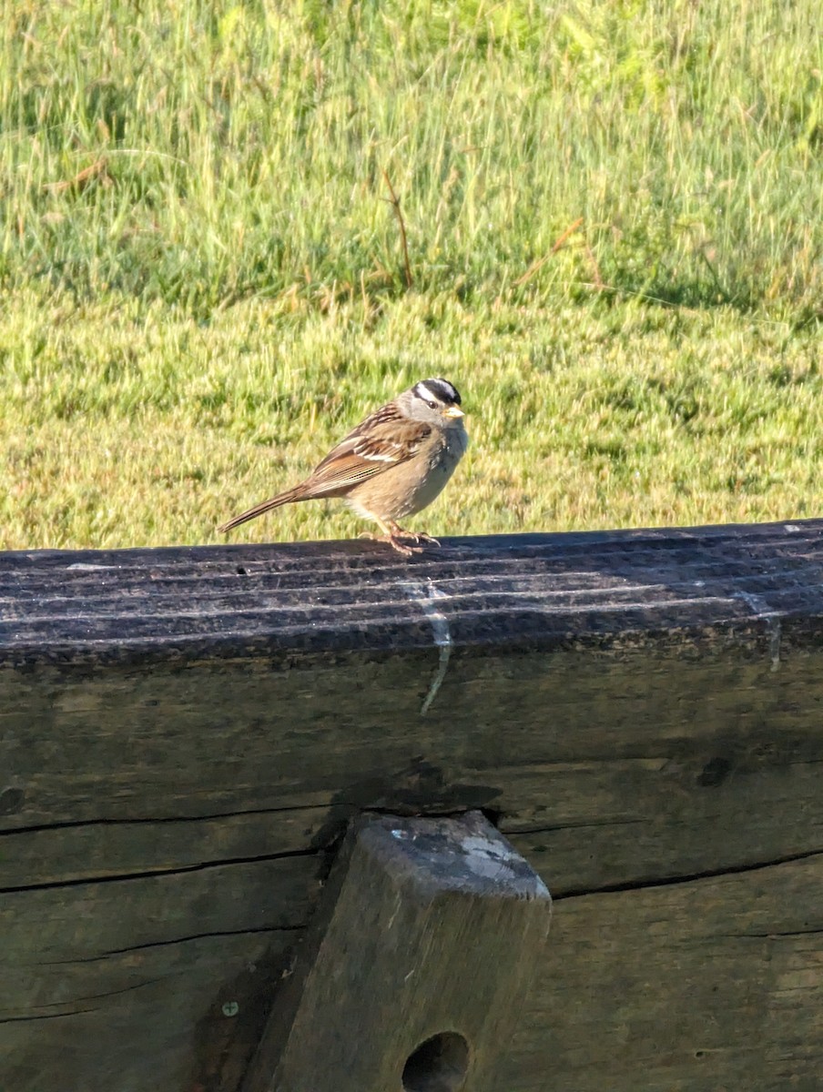 White-crowned Sparrow - ML638471595