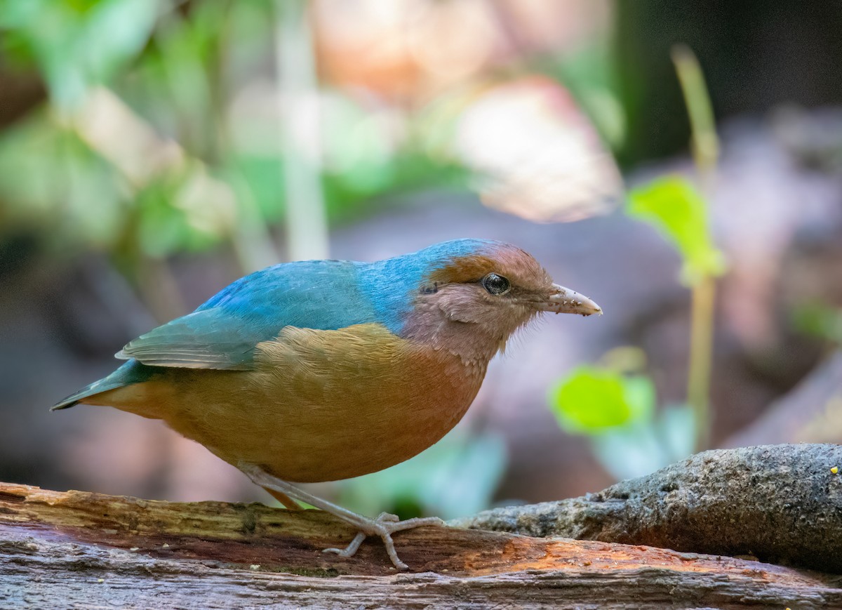 Blue-rumped Pitta - ML638471618