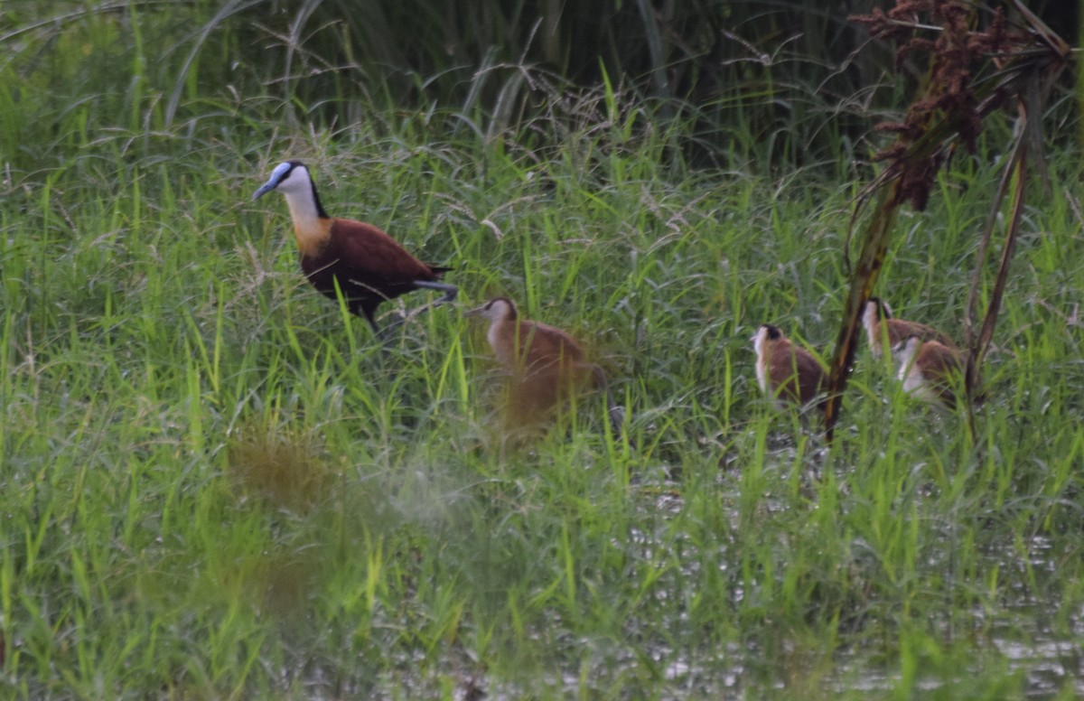 African Jacana - ML638471671