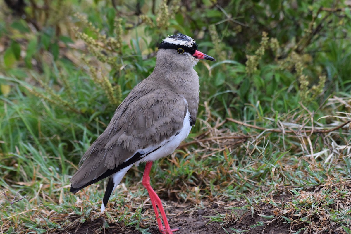 Crowned Lapwing - ML638471696