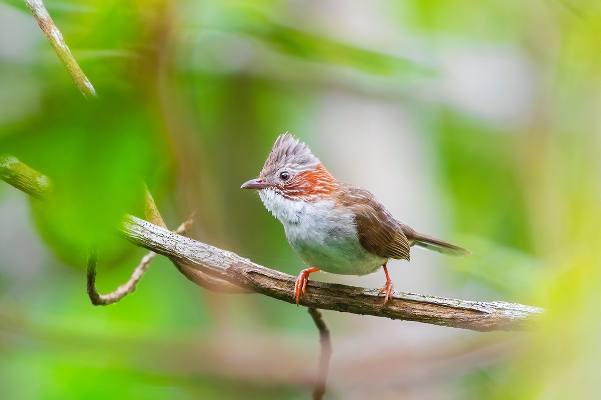栗耳鳳眉 - ML638471729
