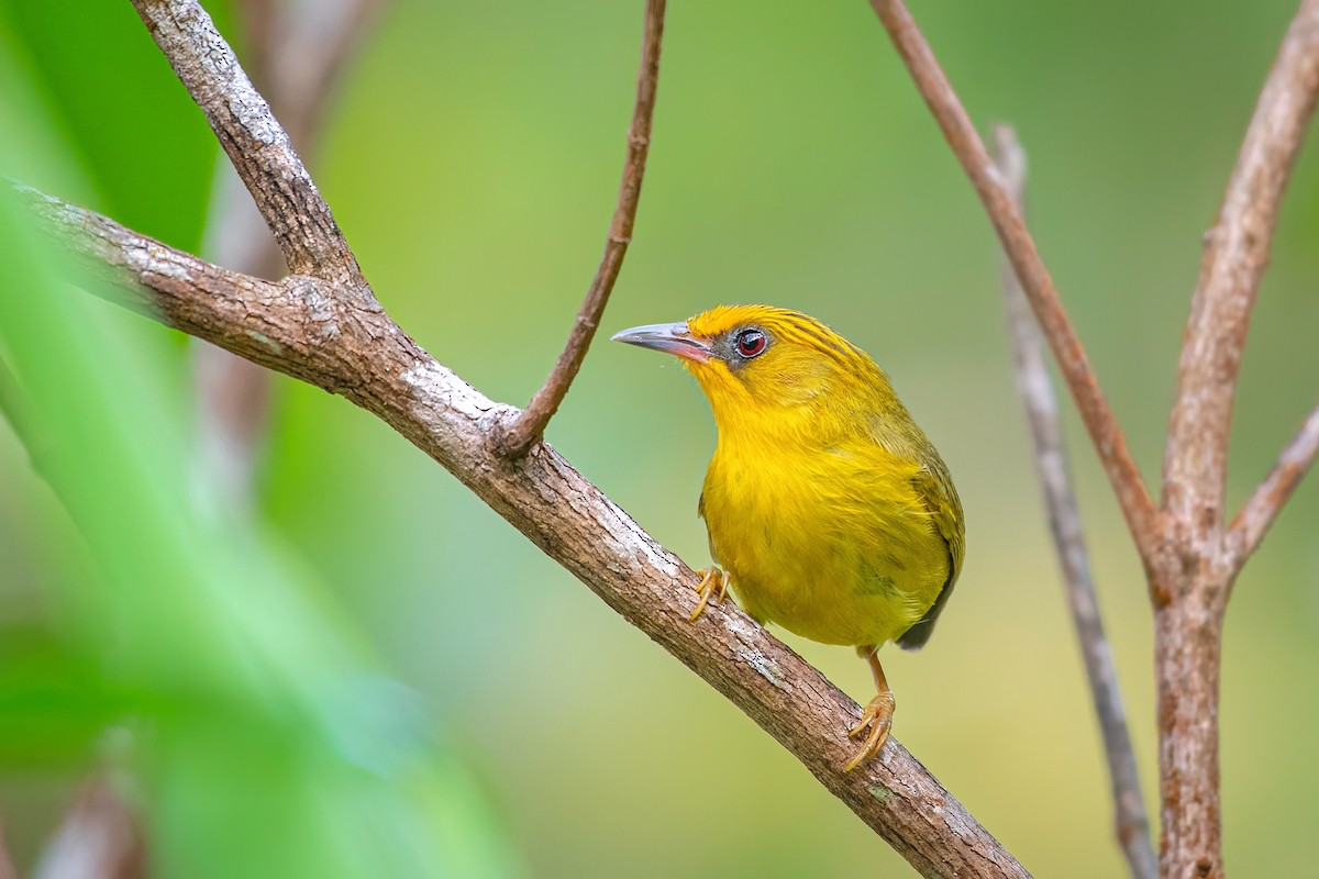 Golden Babbler - ML638471740