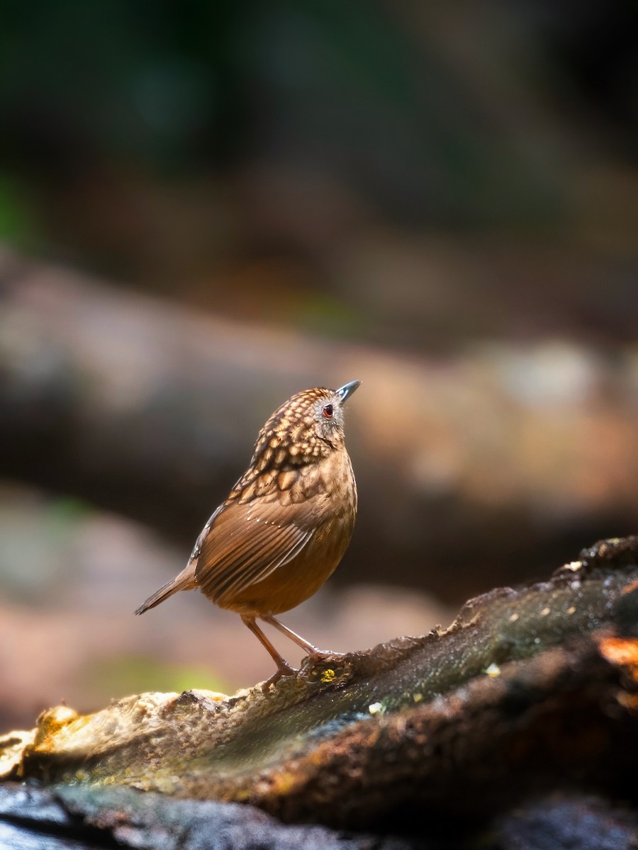 Streaked Wren-Babbler - ML638471748