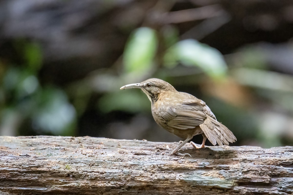 Short-tailed Scimitar-Babbler - ML638471759