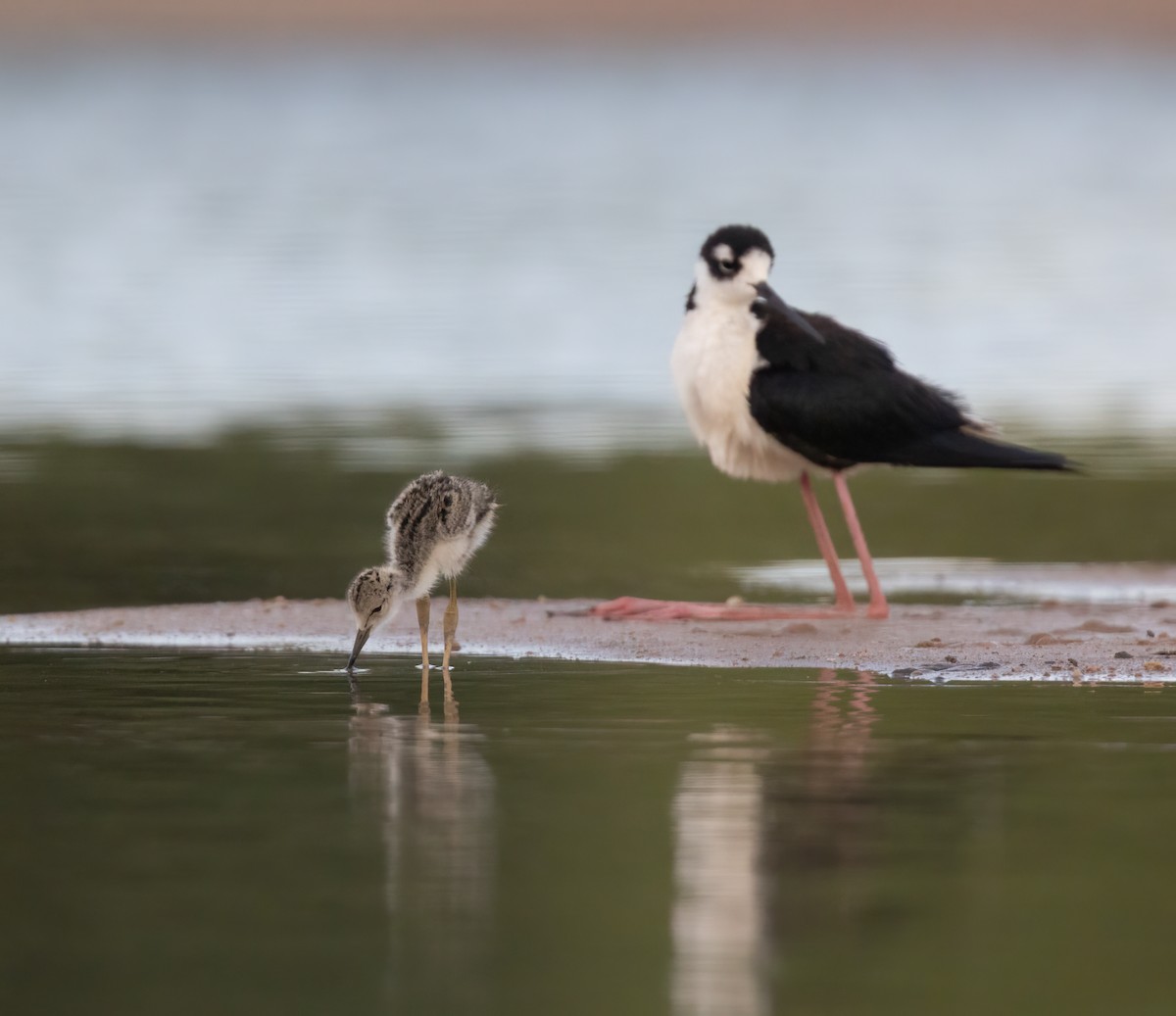 Black-necked Stilt (Black-necked) - ML638471761