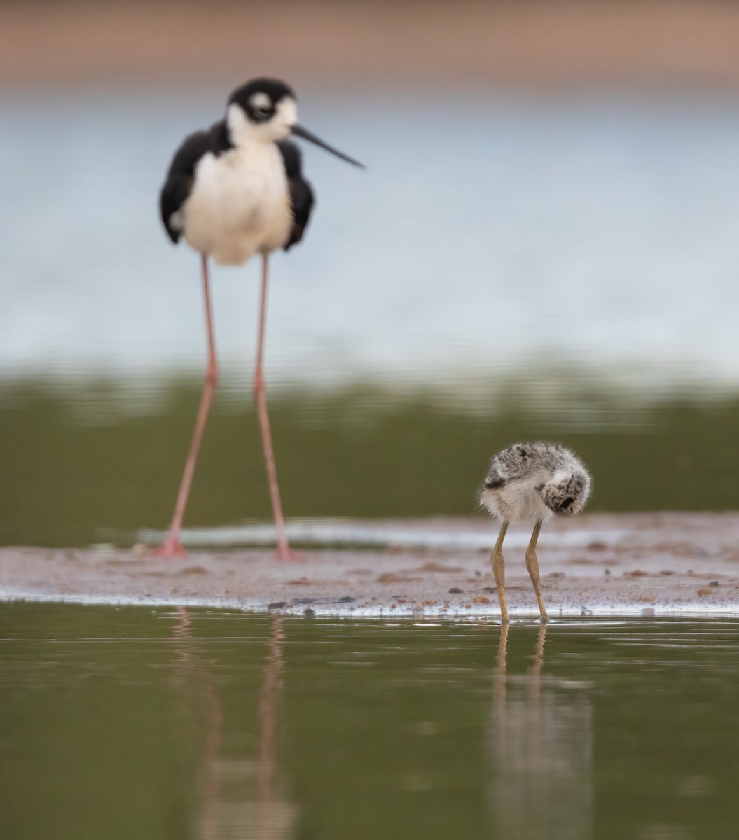 Black-necked Stilt (Black-necked) - ML638471762