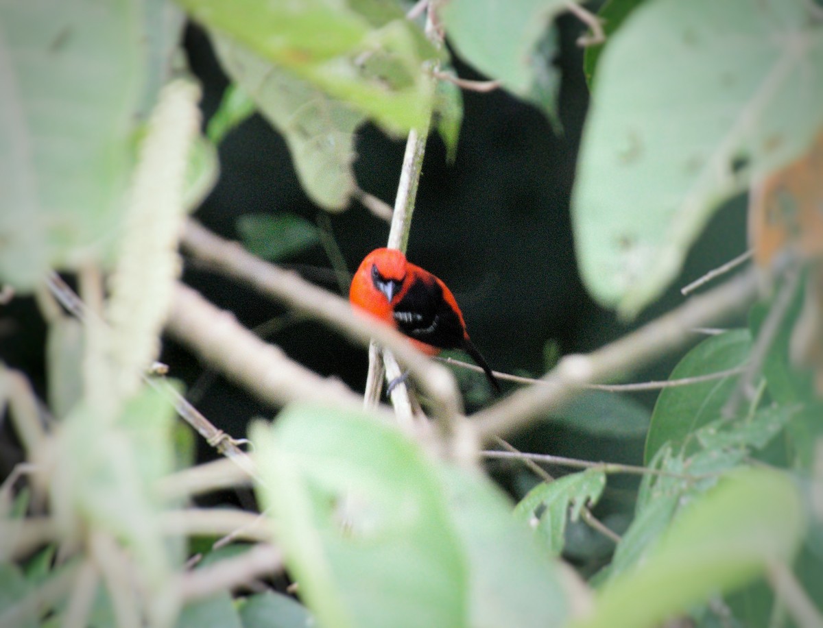 White-winged Tanager - ML638471765