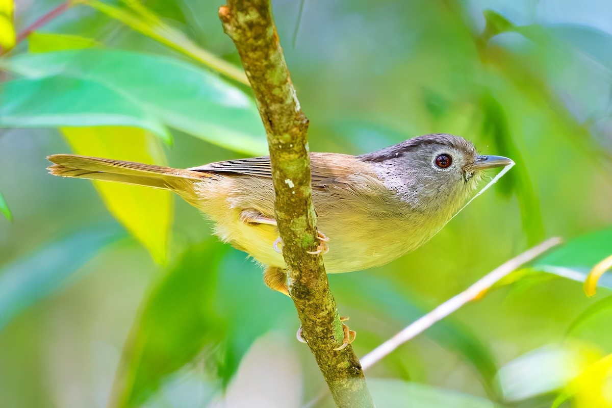 Mountain Fulvetta - ML638471784