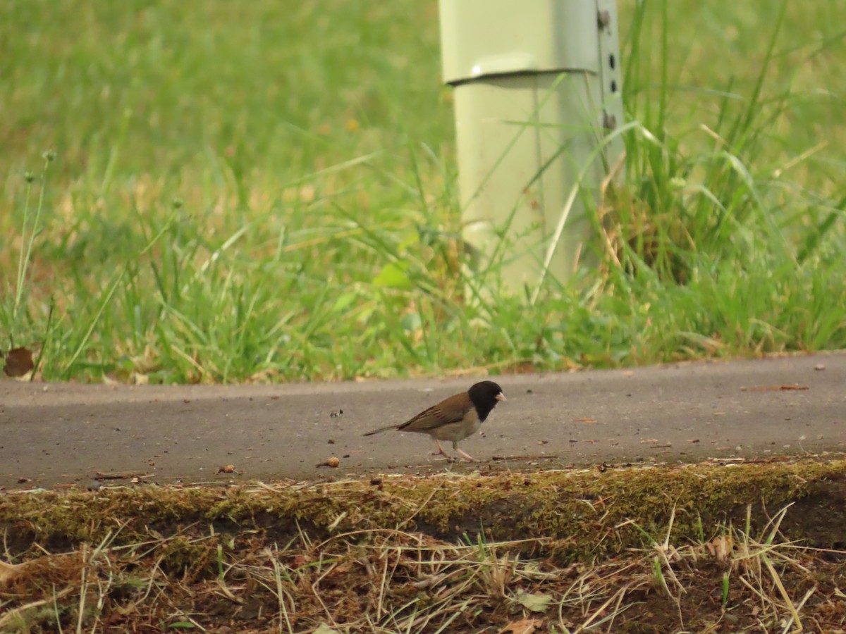 Dark-eyed Junco - ML638471798