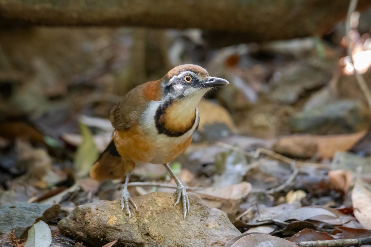 Lesser Necklaced Laughingthrush - ML638471812