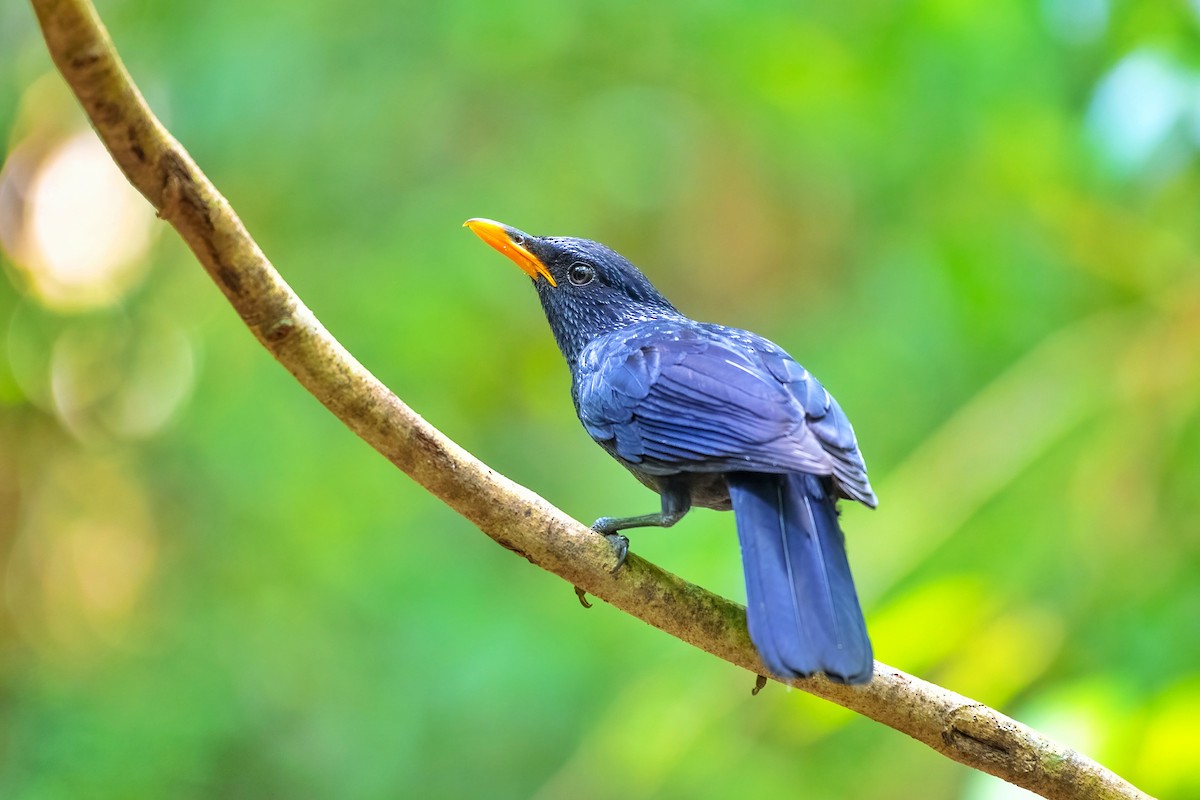 Blue Whistling-Thrush - ML638471840