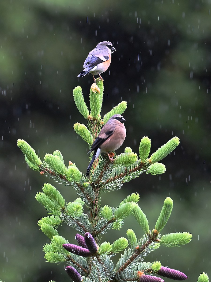 Gray-headed Bullfinch - ML638471879