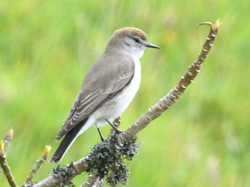 White-browed Ground-Tyrant - ML638471882