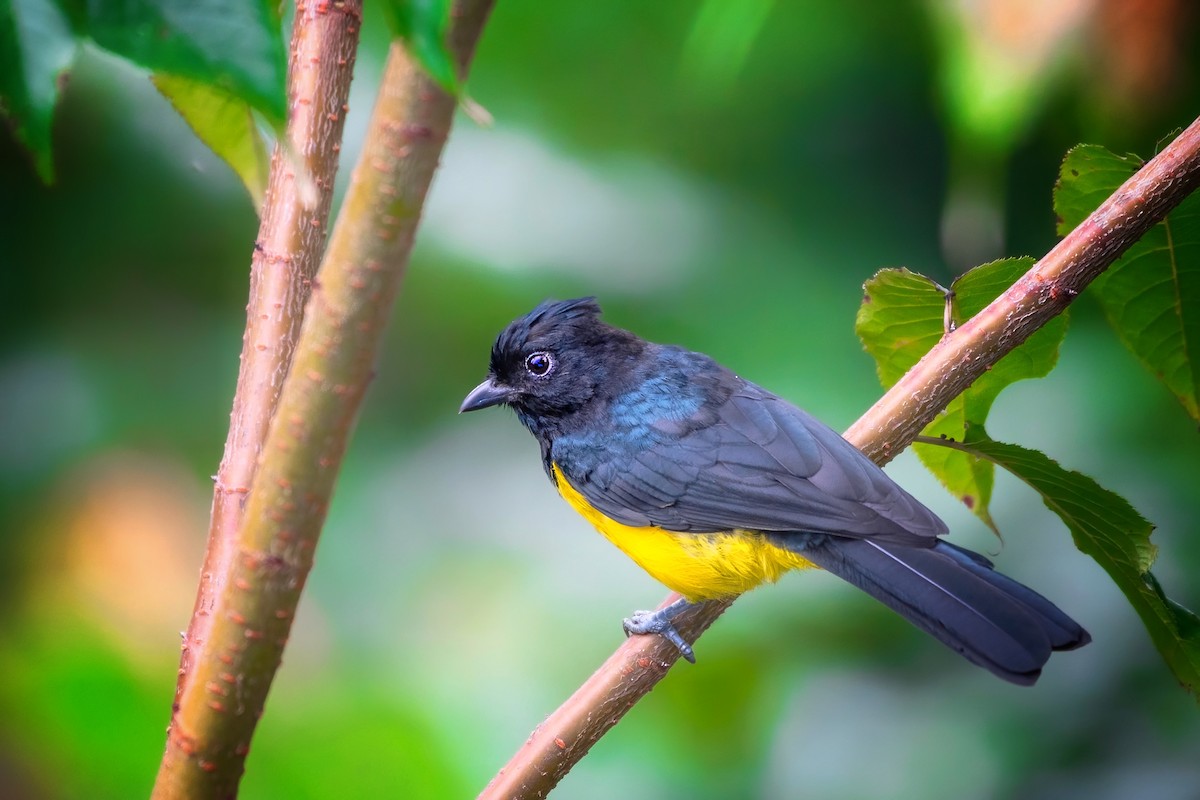 Sultan Tit - ML638471890