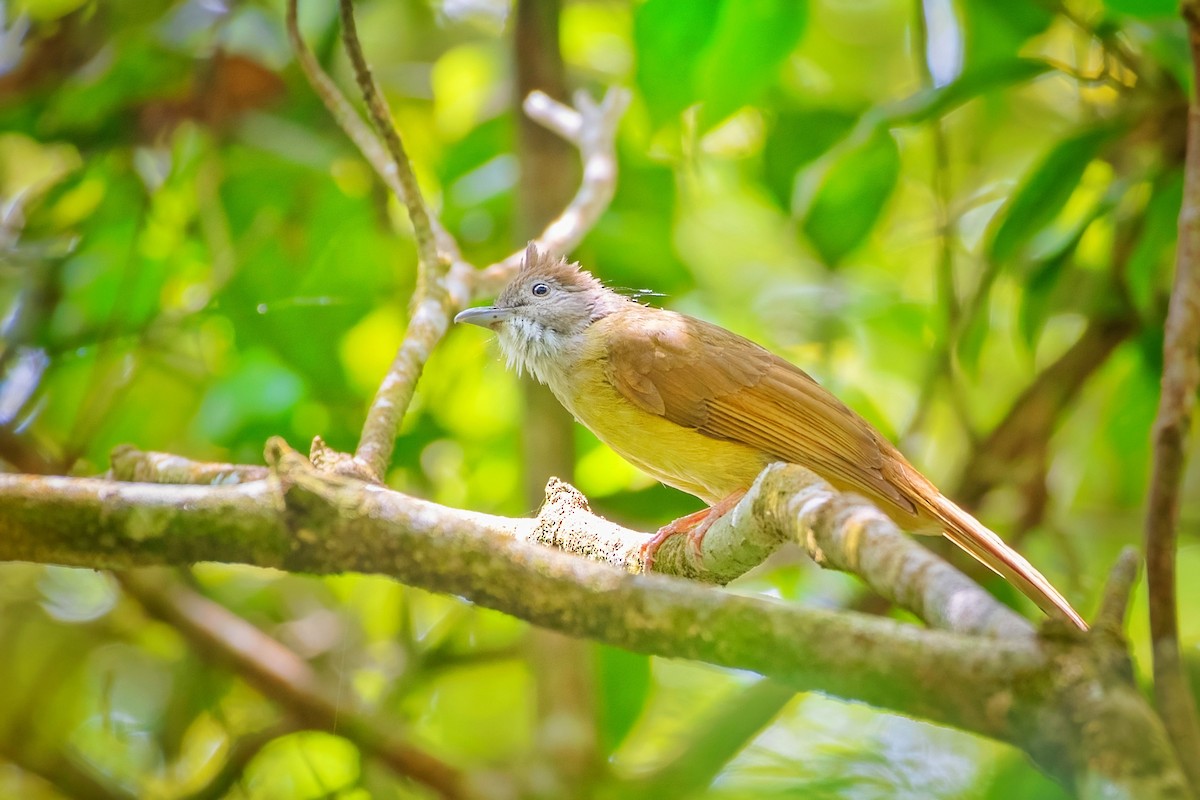 Puff-throated Bulbul - ML638471891