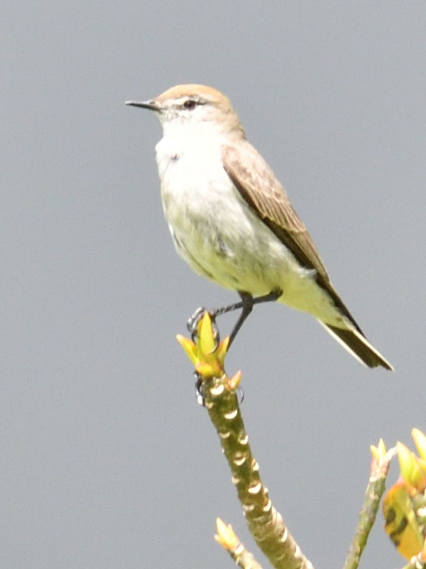 White-browed Ground-Tyrant - ML638471919