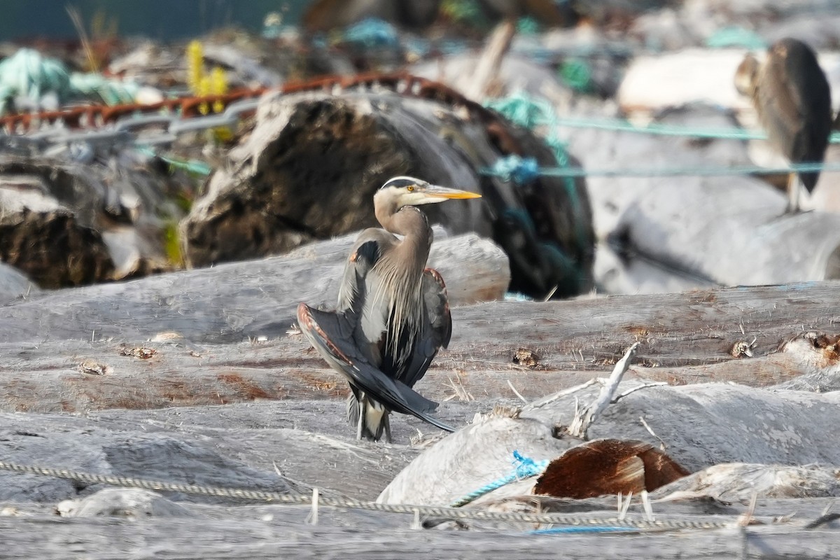 Great Blue Heron - ML638471928